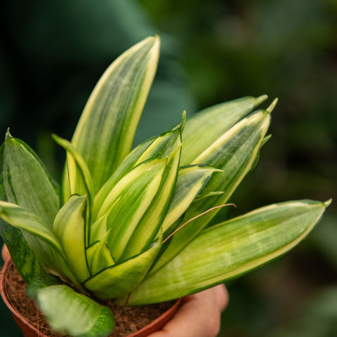 Simegarden Sanseveria trifasciata golden hahnii 9 cm