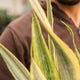 Simegarden Sansevieria aubrytiana 14 cm