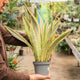 Simegarden Sansevieria aubrytiana 14 cm