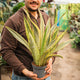 Simegarden Sansevieria aubrytiana 14 cm