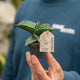 Simegarden Sansevieria ehrenbergii 6 cm