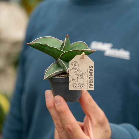 Simegarden Sansevieria ehrenbergii 6 cm