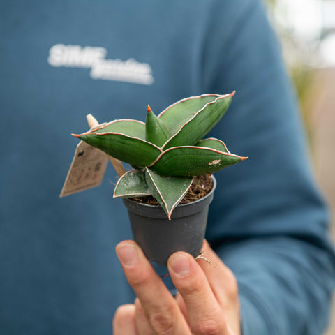 Simegarden Sansevieria ehrenbergii 6 cm