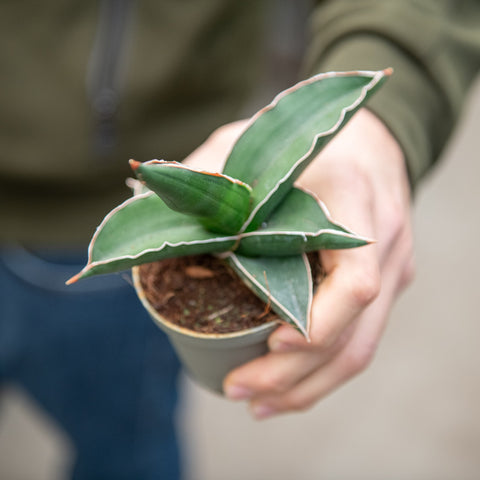 Simegarden Sansevieria ehrenbergii