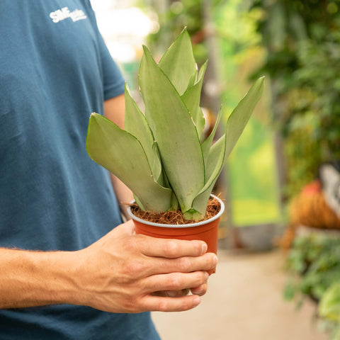 Simegarden Sansevieria moonshine 12 cm