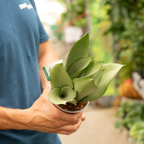 Simegarden Sansevieria moonshine