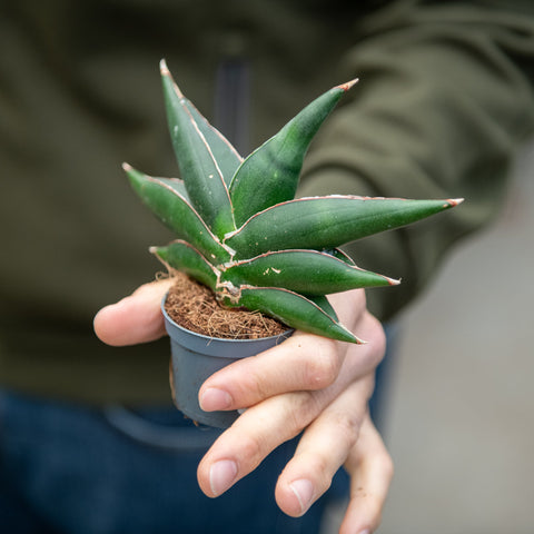 Simegarden Sansevieria stylish fan 6 cm