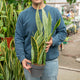 Simegarden Sansevieria trifasciata 17 cm