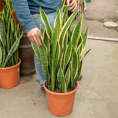 Simegarden Sansevieria trifasciata 24 cm