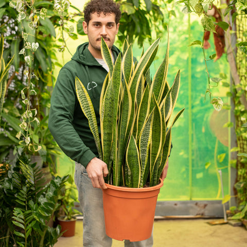 Simegarden Sansevieria trifasciata 30 cm