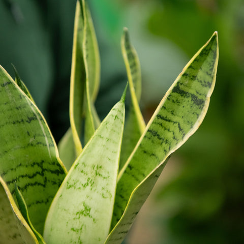 Simegarden Sansevieria trifasciata White Snow 9 cm