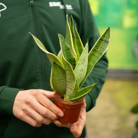 Simegarden Sansevieria trifasciata White Snow 9 cm