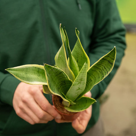 Simegarden Sansevieria trifasciata White Snow 9 cm