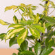 Simegarden Schefflera arboricola gerda