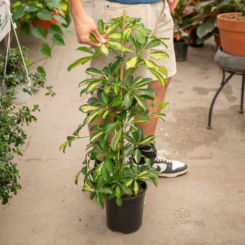 Simegarden Schefflera pianta 19 cm