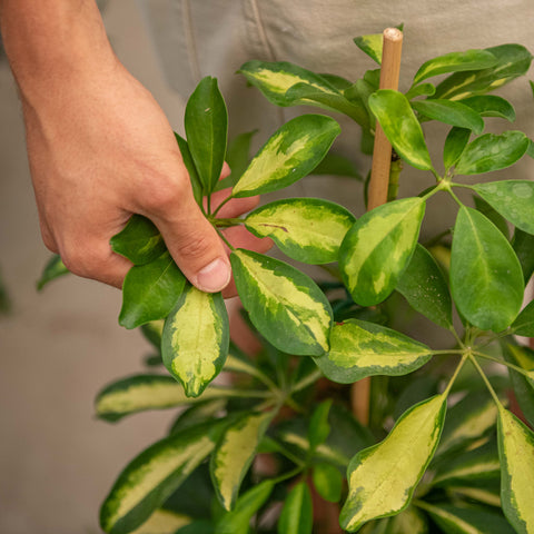 Simegarden Schefflera pianta