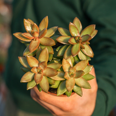 Simegarden Sedum adolphii