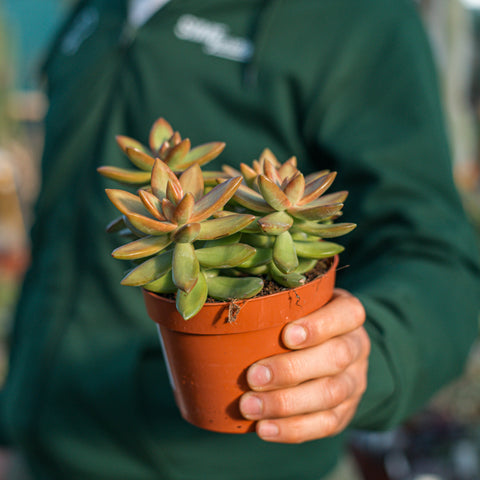 Simegarden Sedum adolphii