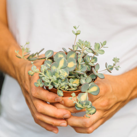 Simegarden Sedum sieboldii variegata