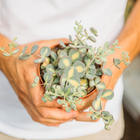 Simegarden Sedum sieboldii variegata