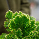 Simegarden Selaginella martensii jori 12 cm