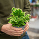 Simegarden Selaginella martensii jori 12 cm