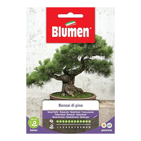 Simegarden Semi di bonsai di Pino