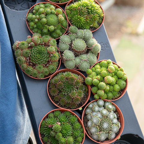 Simegarden Sempervivum