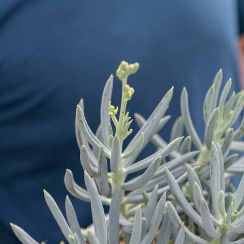 Simegarden Senecio mandraliscae 15 cm