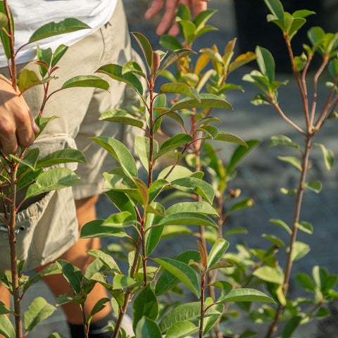 Simegarden Siepe Photinia