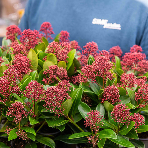 Simegarden Skimmia japonica Rubella