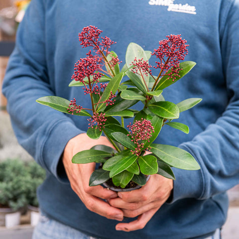 Simegarden Skimmia japonica Rubella 9 cm - H 25 cm