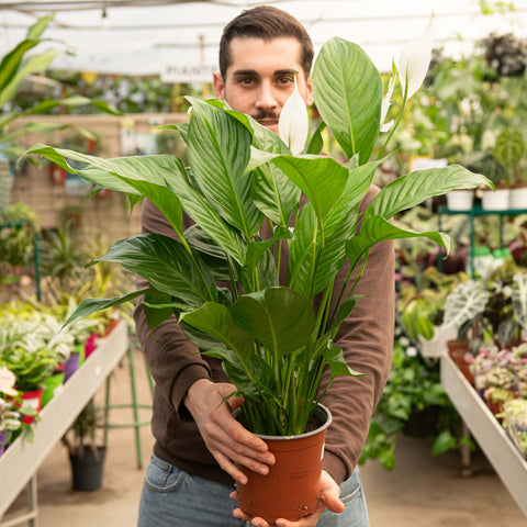 Simegarden Spathiphyllum wallisii 17 cm