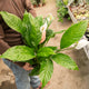 Simegarden Spathiphyllum wallisii