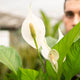 Simegarden Spathiphyllum wallisii