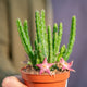 Simegarden Stapelia divaricata 8.5 cm