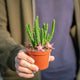 Simegarden Stapelia divaricata 8.5 cm