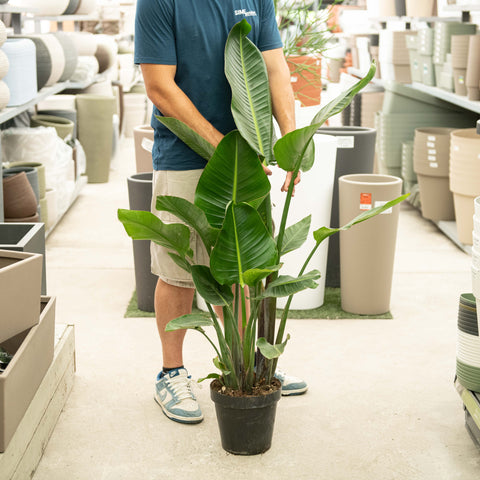 Simegarden Strelitzia 23 cm