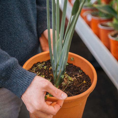 Simegarden Strelitzia juncea 17cm