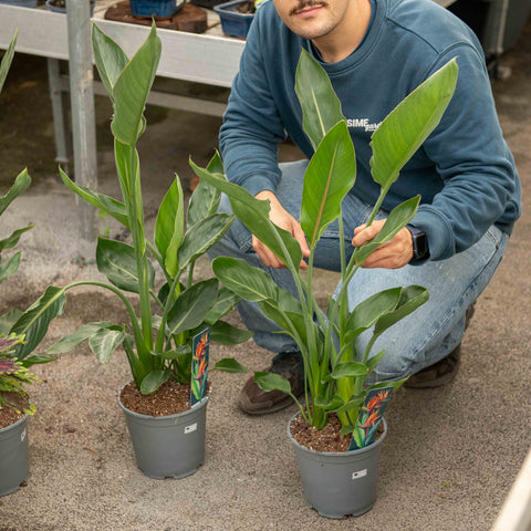 Simegarden Strelitzia reginae