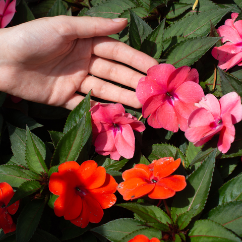 Simegarden Sunpatiens