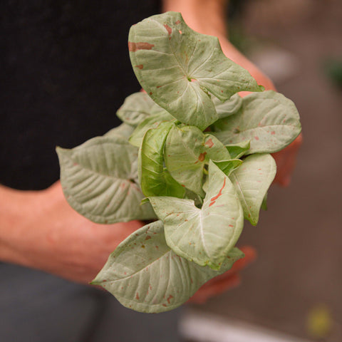 Simegarden Syngonium confetti 12 cm