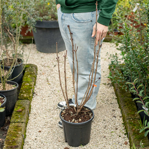 Simegarden Syringa vulgaris madame lemoine 24 cm