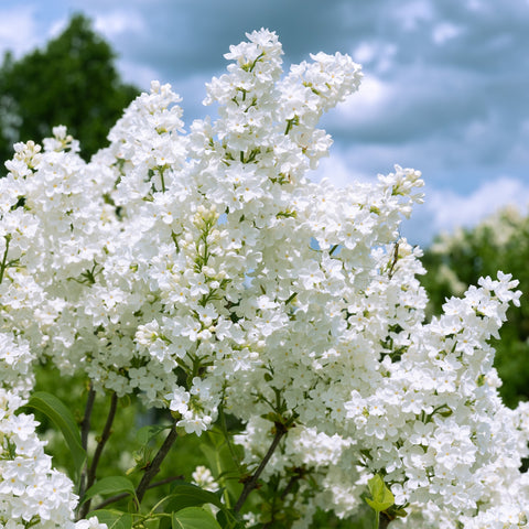 Simegarden Syringa vulgaris madame lemoine 24 cm