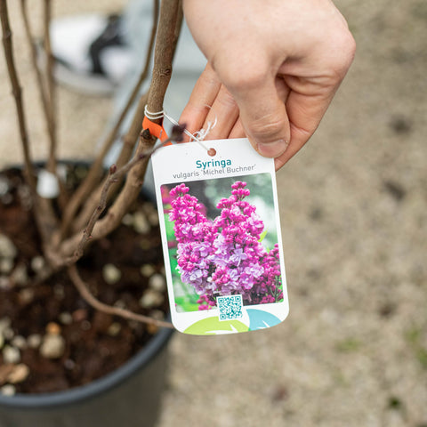 Simegarden Syringa vulgaris michel buchner 24 cm