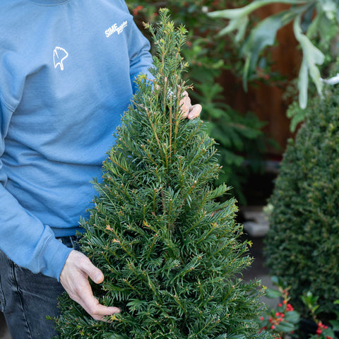 Simegarden Taxus baccata 40 cm