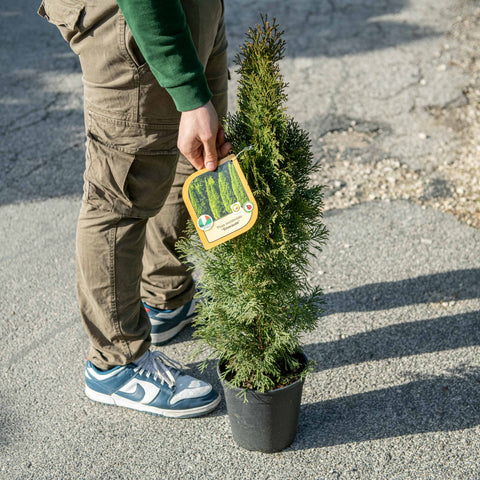 Simegarden Thuja occidentalis Emeraude 18 cm