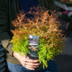 Simegarden Thuja occidentalis Fire Chief 19 cm