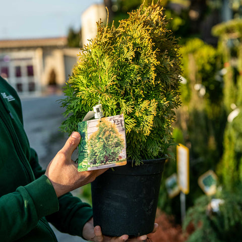 Simegarden Thuja occidentalis Golden Anne 18 cm