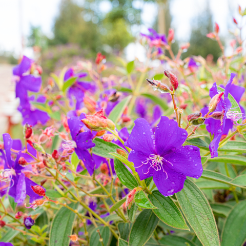 Simegarden Tibouchina semidecandra 24 cm